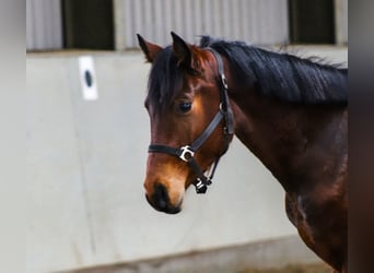Oldenburger Springpferd, Wałach, 3 lat, 162 cm, Gniada