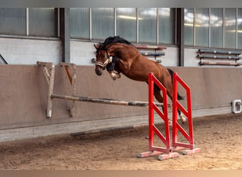 Oldenburger Springpferd, Wałach, 3 lat, 165 cm, Gniada
