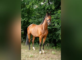 Oldenburger Springpferd, Wałach, 3 lat, 165 cm, Gniada
