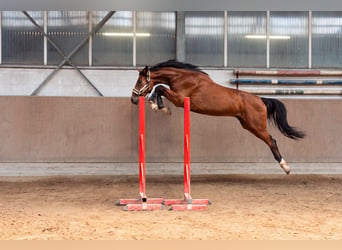 Oldenburger Springpferd, Wałach, 3 lat, 165 cm, Gniada