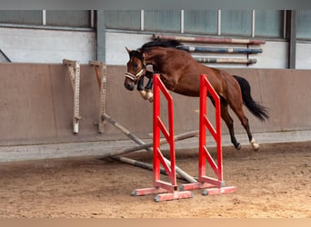 Oldenburger Springpferd, Wałach, 3 lat, 165 cm, Gniada