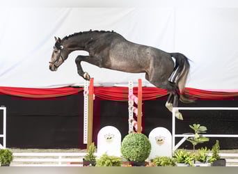 Oldenburger Springpferd, Wałach, 3 lat, 166 cm, Może być siwy