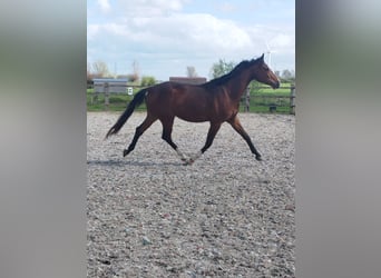 Oldenburger Springpferd, Wałach, 3 lat, 168 cm, Gniada
