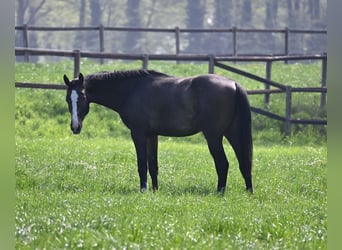 Oldenburger Springpferd, Wałach, 3 lat, 175 cm, Siwa