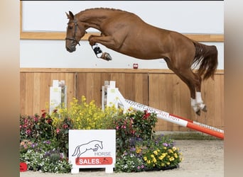 Oldenburger Springpferd, Wałach, 4 lat, 162 cm, Kasztanowata