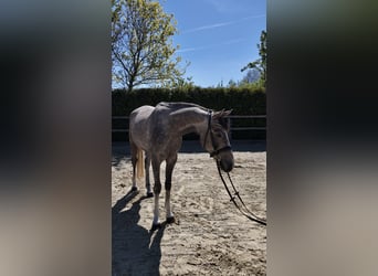 Oldenburger Springpferd, Wałach, 4 lat, 162 cm, Siwa