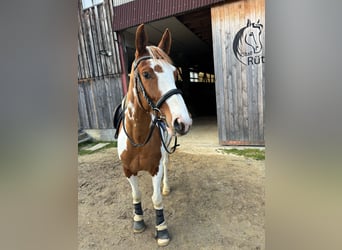 Oldenburger Springpferd, Wałach, 4 lat, 162 cm, Srokata