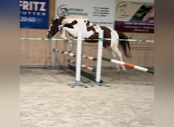 Oldenburger Springpferd, Wałach, 4 lat, 162 cm, Srokata