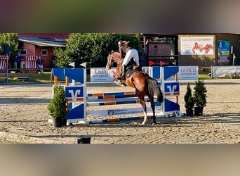 Oldenburger Springpferd, Wałach, 4 lat, 163 cm, Gniada