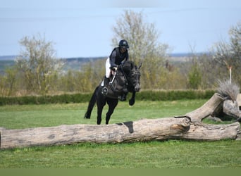 Oldenburger Springpferd, Wałach, 4 lat, 165 cm, Siwa