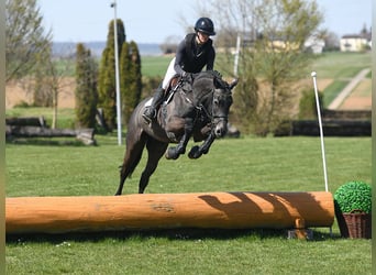 Oldenburger Springpferd, Wałach, 4 lat, 165 cm, Siwa