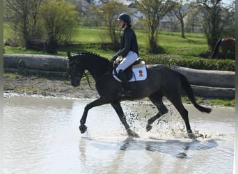 Oldenburger Springpferd, Wałach, 4 lat, 165 cm, Siwa