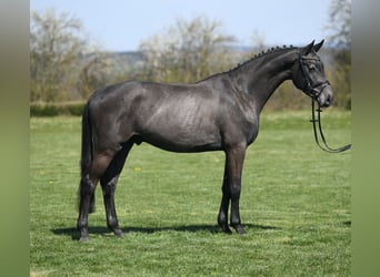 Oldenburger Springpferd, Wałach, 4 lat, 165 cm, Siwa