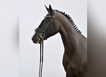 Oldenburger Springpferd, Wałach, 4 lat, 167 cm, Kara