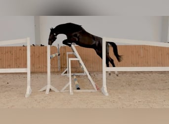 Oldenburger Springpferd, Wałach, 4 lat, 167 cm, Kara
