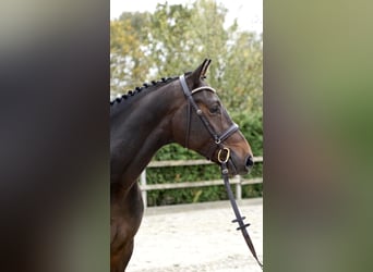 Oldenburger Springpferd, Wałach, 4 lat, 168 cm, Ciemnogniada