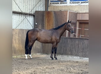 Oldenburger Springpferd, Wałach, 4 lat, 168 cm, Ciemnogniada