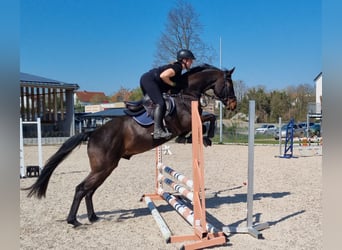 Oldenburger Springpferd, Wałach, 4 lat, 168 cm, Ciemnogniada