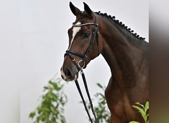 Oldenburger Springpferd, Wałach, 4 lat, 168 cm, Gniada