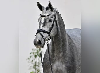 Oldenburger Springpferd, Wałach, 4 lat, 168 cm, Siwa