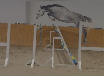 Oldenburger Springpferd, Wałach, 4 lat, 168 cm, Siwa