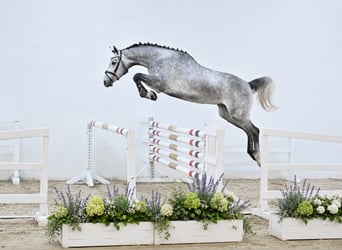 Oldenburger Springpferd, Wałach, 4 lat, 168 cm, Siwa