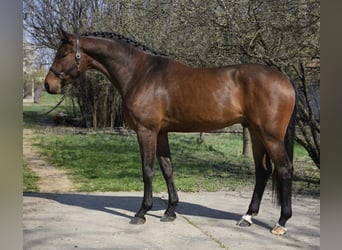 Oldenburger Springpferd, Wałach, 4 lat, 169 cm, Ciemnogniada