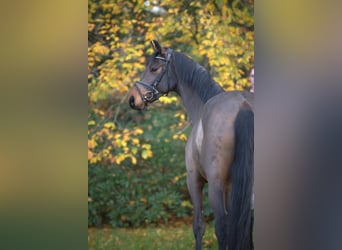 Oldenburger Springpferd, Wałach, 4 lat, 170 cm, Gniada