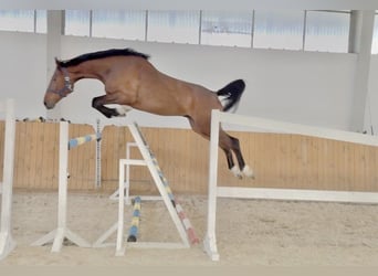 Oldenburger Springpferd, Wałach, 4 lat, 170 cm, Gniada