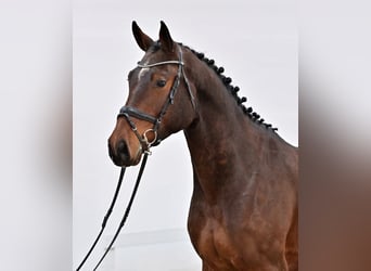 Oldenburger Springpferd, Wałach, 4 lat, 170 cm, Gniada