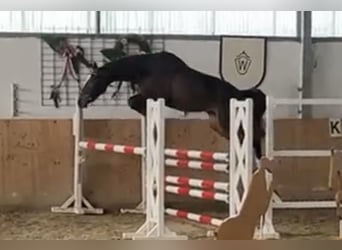 Oldenburger Springpferd, Wałach, 4 lat, 170 cm, Gniada