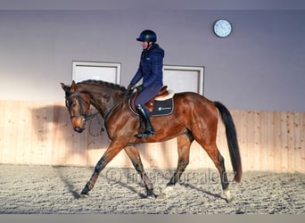 Oldenburger Springpferd, Wałach, 4 lat, 170 cm, Gniada