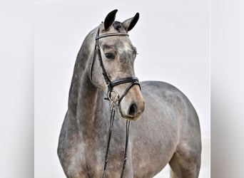 Oldenburger Springpferd, Wałach, 4 lat, 170 cm, Siwa