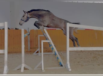 Oldenburger Springpferd, Wałach, 4 lat, 170 cm, Siwa