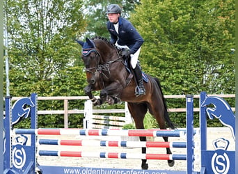 Oldenburger Springpferd, Wałach, 4 lat, 170 cm, Skarogniada