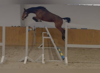 Oldenburger Springpferd, Wałach, 4 lat, 172 cm, Gniada