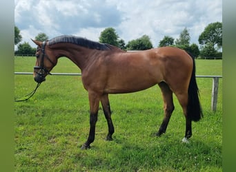 Oldenburger Springpferd, Wałach, 4 lat, 172 cm, Gniada