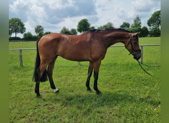 Oldenburger Springpferd, Wałach, 4 lat, 172 cm, Gniada