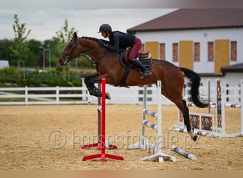 Oldenburger Springpferd, Wałach, 4 lat, 173 cm, Gniada