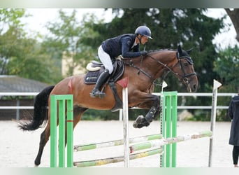 Oldenburger Springpferd, Wałach, 4 lat, 173 cm, Gniada