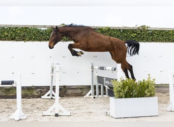Oldenburger Springpferd, Wałach, 4 lat, 175 cm, Gniada