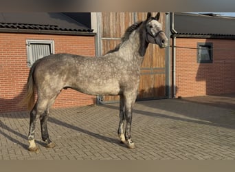 Oldenburger Springpferd, Wałach, 4 lat, 177 cm, Siwa