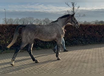 Oldenburger Springpferd, Wałach, 4 lat, 177 cm, Siwa