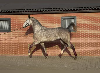 Oldenburger Springpferd, Wałach, 4 lat, 177 cm, Siwa