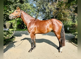Oldenburger Springpferd, Wałach, 4 lat, Gniada