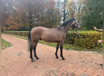 Oldenburger Springpferd, Wałach, 5 lat, 160 cm, Formy Brown Falb