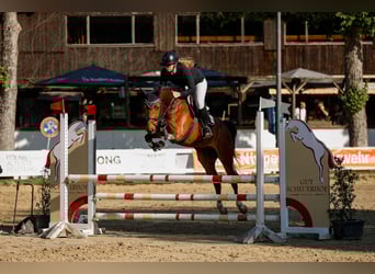 Oldenburger Springpferd, Wałach, 5 lat, 161 cm, Gniada