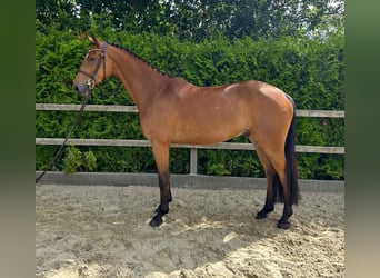 Oldenburger Springpferd, Wałach, 5 lat, 165 cm, Gniada