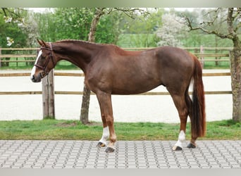 Oldenburger Springpferd, Wałach, 5 lat, 165 cm, Kasztanowata