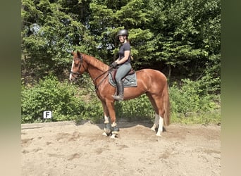 Oldenburger Springpferd, Wałach, 5 lat, 165 cm, Kasztanowata